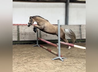 Welsh B, Mare, 5 years, 13.1 hh, Dun