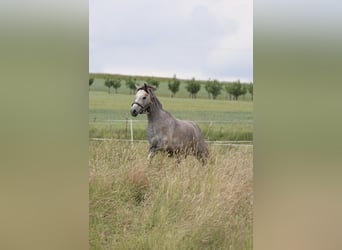 Welsh B, Mare, 5 years, 13.1 hh, Grey