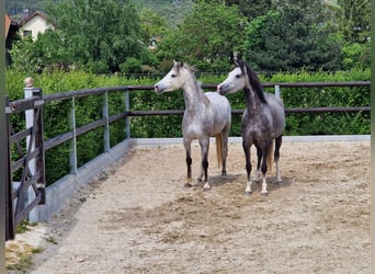 Welsh B, Mare, 5 years, 13.1 hh, Grey