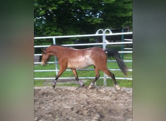 Welsh B, Mare, 5 years, 13,1 hh, Sabino