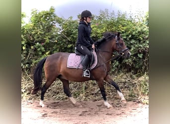 Welsh B, Mare, 5 years, 13.2 hh, Brown