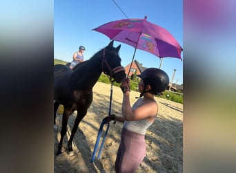 Welsh B, Mare, 5 years, 13 hh, Black
