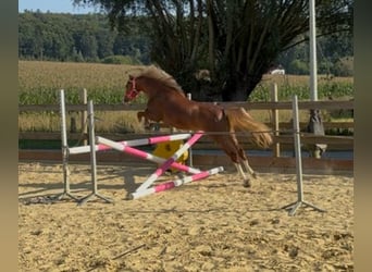 Welsh B, Mare, 5 years, 13 hh, Chestnut