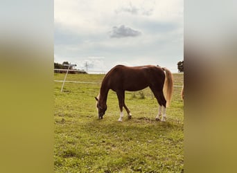 Welsh B, Mare, 5 years, 13 hh, Chestnut