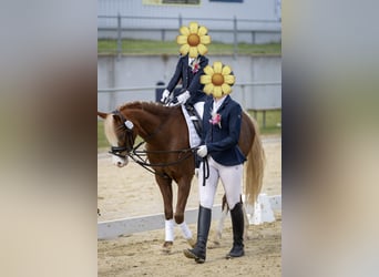 Welsh B, Mare, 5 years, 13 hh, Chestnut