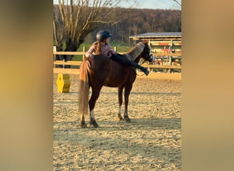 Welsh B, Mare, 5 years, 13 hh, Chestnut