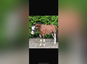 Welsh B, Mare, 6 years, 11,1 hh, Brown