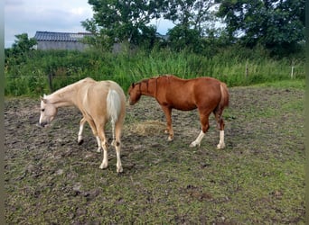Welsh B, Mare, 6 years, 12.1 hh, Chestnut-Red
