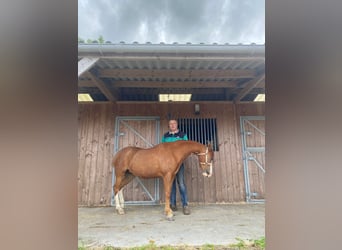 Welsh B, Mare, 6 years, 12.1 hh, Chestnut-Red