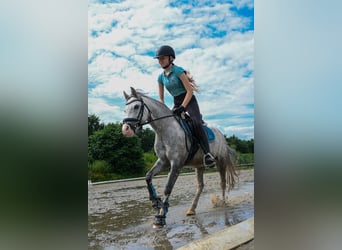 Welsh B, Mare, 6 years, 12,1 hh, Gray-Blue-Tan