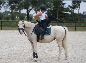 Welsh B, Mare, 6 years, 12,1 hh, Palomino