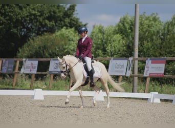 Welsh B, Mare, 6 years, 12,1 hh, Palomino