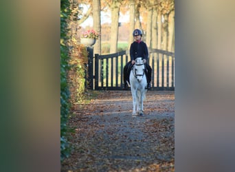 Welsh B, Mare, 6 years, 12.1 hh, White