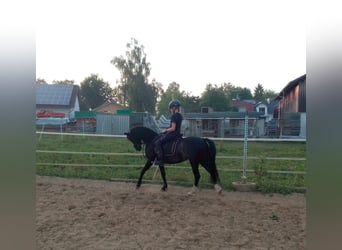 Welsh B, Mare, 6 years, 12.2 hh, Black