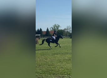 Welsh B, Mare, 6 years, 12.2 hh, Black