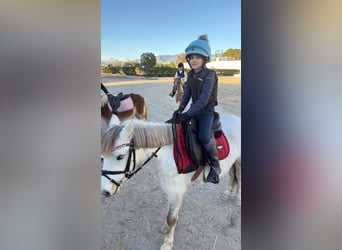 Welsh B, Mare, 6 years, 12.2 hh, Grey
