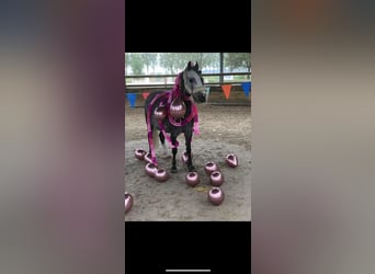 Welsh B, Mare, 6 years, 12 hh, Gray-Dapple