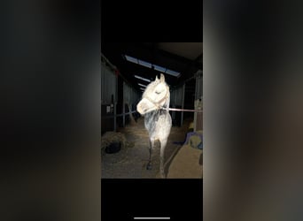 Welsh B, Mare, 6 years, 12 hh, Gray-Dapple