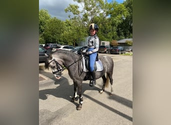 Welsh B, Mare, 6 years, 12 hh, Gray-Dapple