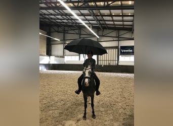 Welsh B, Mare, 6 years, 12 hh, Gray-Dapple