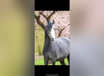 Welsh B, Mare, 6 years, 12 hh, Gray-Dapple