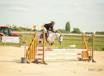 Welsh B, Mare, 6 years, 12,2 hh, Grey