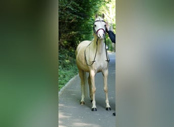 Welsh B, Mare, 6 years, 12,2 hh, Palomino