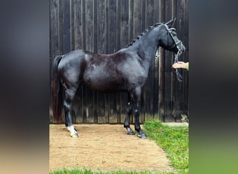 Welsh B, Mare, 6 years, 13 hh, Black