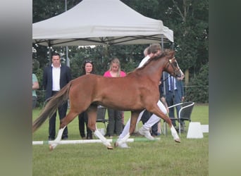 Welsh B, Mare, 6 years, 13 hh, Chestnut-Red
