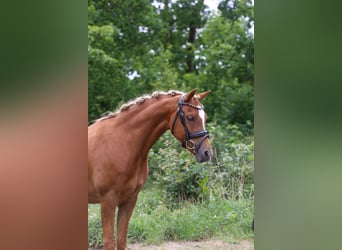 Welsh B, Mare, 6 years, 13 hh, Chestnut-Red
