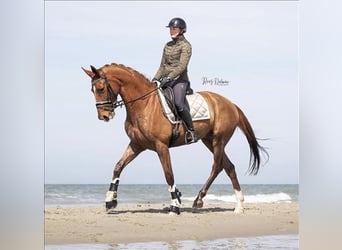 Welsh B, Mare, 6 years, 16.1 hh, Chestnut-Red