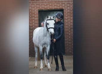 Welsh B, Mare, 6 years