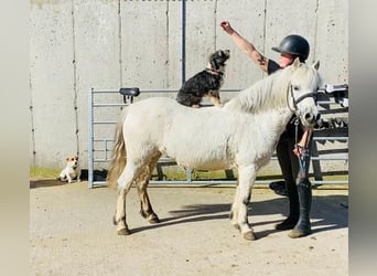 Welsh B, Mare, 7 years, 11.2 hh, Gray