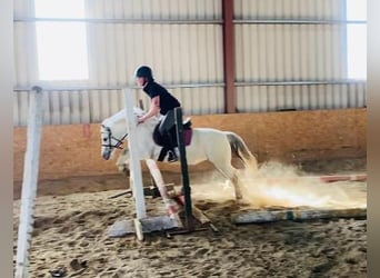 Welsh B, Mare, 7 years, 11.2 hh, Gray