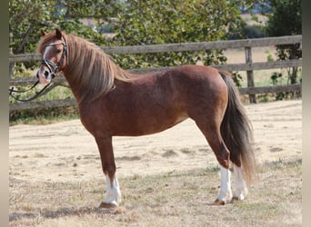 Welsh B, Mare, 7 years, 12,1 hh, Chestnut-Red