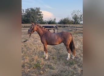 Welsh B, Mare, 7 years, 12,1 hh, Chestnut-Red