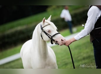 Welsh B, Mare, 7 years, 12.1 hh, Cremello