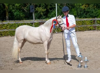 Welsh B, Mare, 7 years, 12.1 hh, Cremello