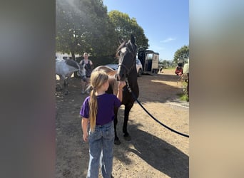 Welsh B Mix, Mare, 7 years, 12.2 hh, Black