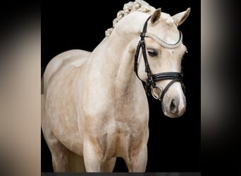 Welsh B, Mare, 7 years, 12.2 hh, Palomino