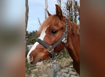 Welsh B, Mare, 7 years, 12.3 hh, Chestnut-Red
