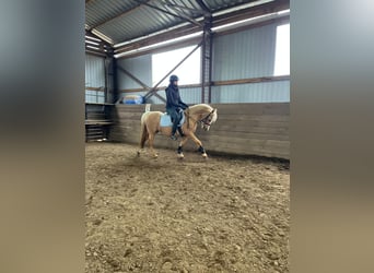 Welsh B, Mare, 7 years, 12.3 hh, Palomino Welsh B, Mare, 7 years, 12.3 hh, Palomino