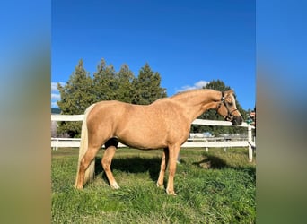 Welsh B, Mare, 7 years, 12.3 hh, Palomino Welsh B, Mare, 7 years, 12.3 hh, Palomino