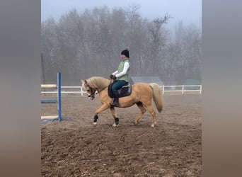 Welsh B, Mare, 7 years, 12.3 hh, Palomino Welsh B, Mare, 7 years, 12.3 hh, Palomino