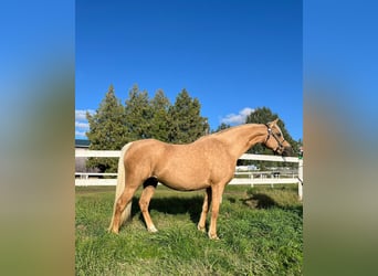 Welsh B, Mare, 7 years, 12.3 hh, Palomino Welsh B, Mare, 7 years, 12.3 hh, Palomino