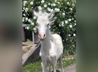 Welsh B, Mare, 7 years, 12 hh, Palomino
