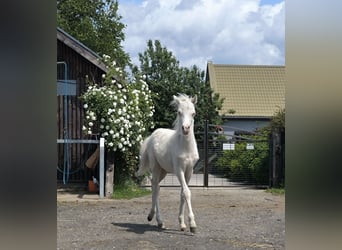 Welsh B, Mare, 7 years, 12 hh, Palomino