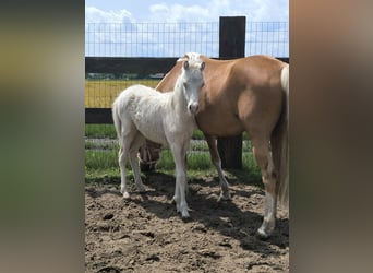 Welsh B, Mare, 7 years, 12 hh, Palomino