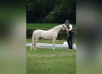 Welsh B, Mare, 7 years, 12,1 hh, Cremello
