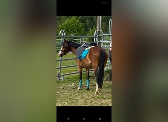 Welsh B, Mare, 7 years, 12,2 hh, Brown